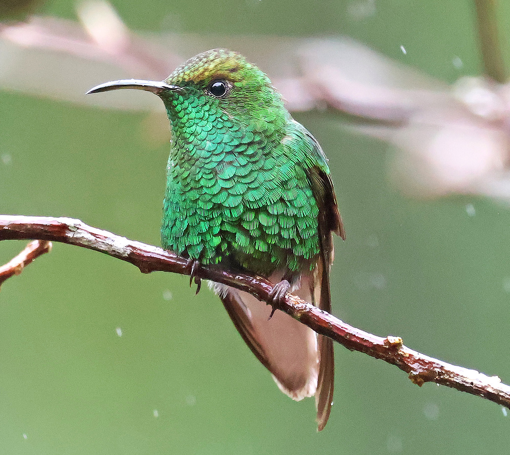 Coppery-headed Emerald Hummingbird