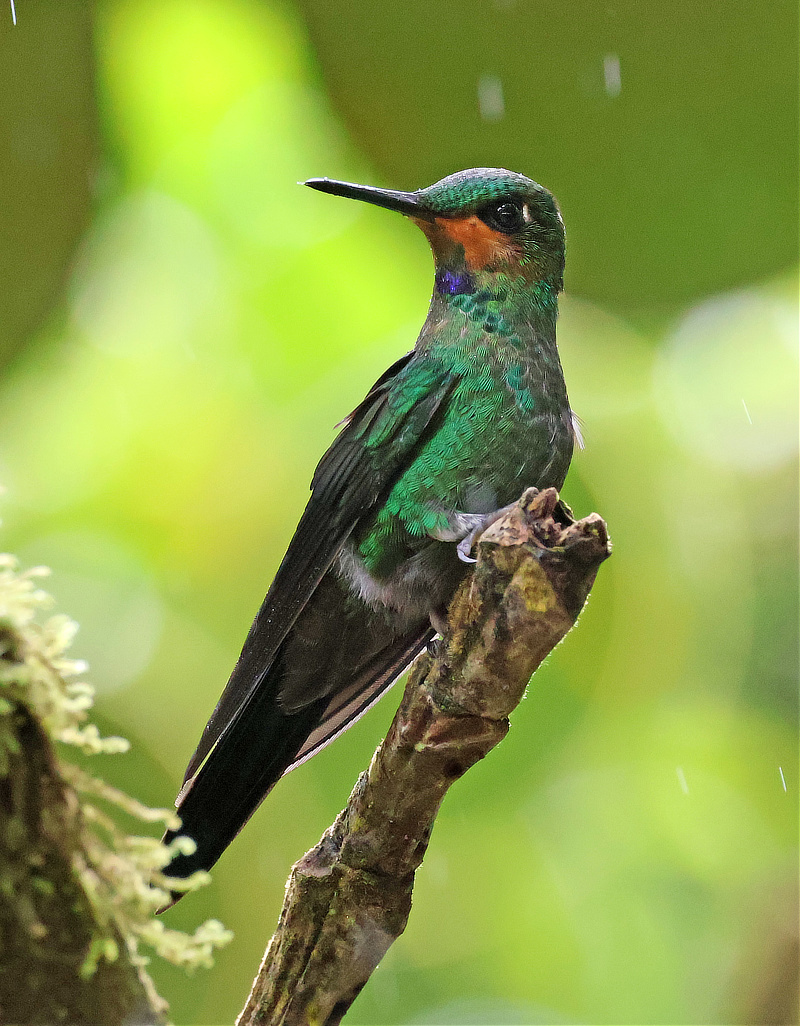 Green-crowned Brilliant Hummingbird