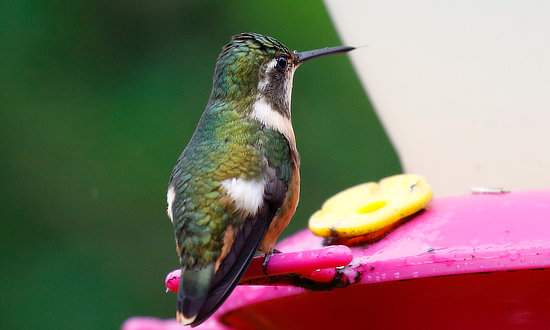 Magenta-throated Woodstar Hummingbird