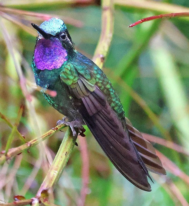 Purple-throated Mountain-Gem Hummingbird, seen here in Costa Rica