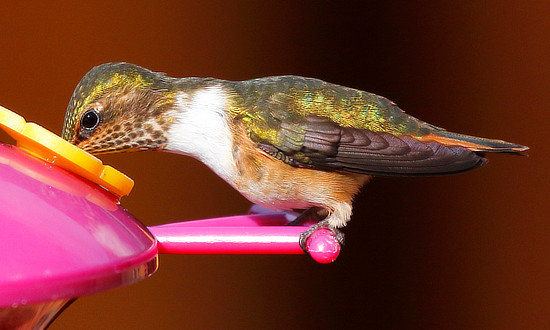 Scintillant Hummingbird