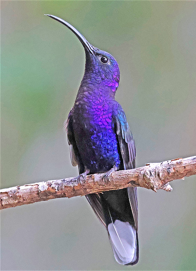 Violet Sabrewing Hummingbird