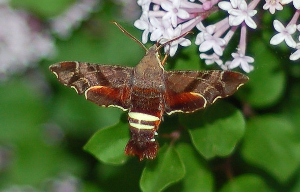 Nessus Sphinx (Amphion floridensis)