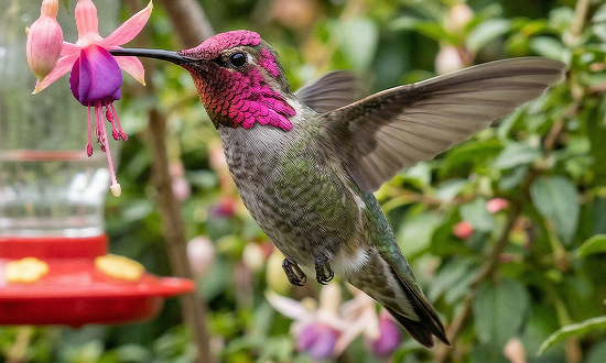 Anna's Hummingbird