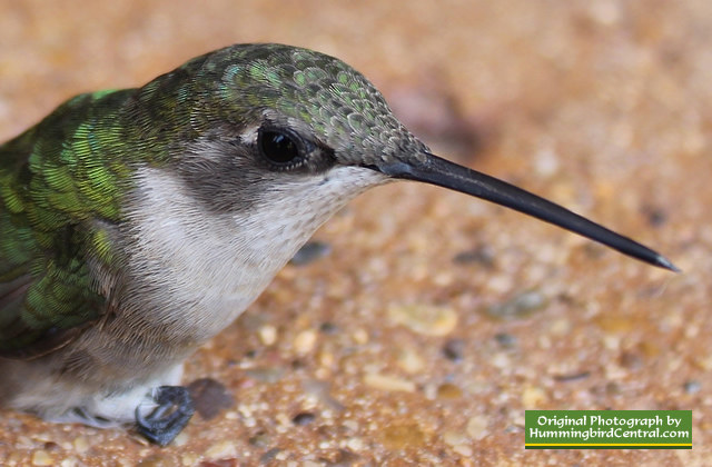 Ruby-Throated Hummingbird ... sitting stunned after flying into a window ... it was fine, and flew off!
