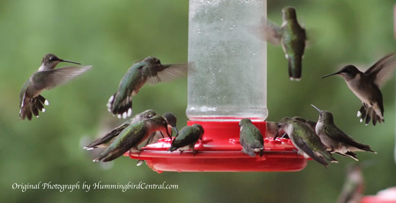 Hummingbird feeding mania near Tyler Texas