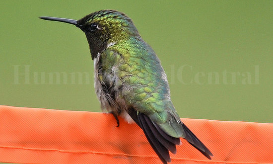 An adult male Ruby-throated Hummingbird in poor lighting featuring a dark black gorget (throat)