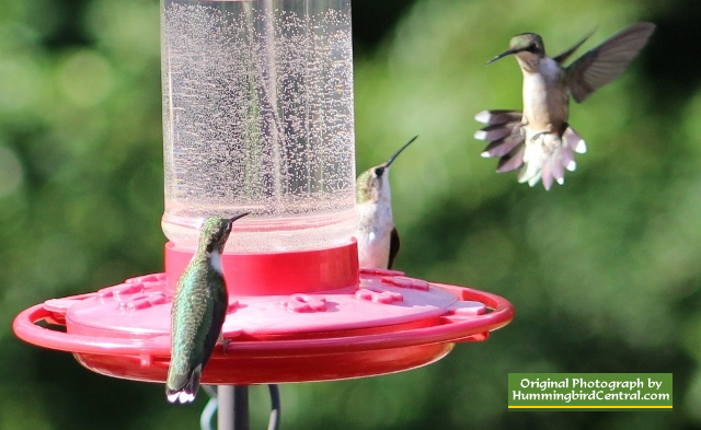 Ruby-Throated Hummingbird: Scientific name, size, range ...