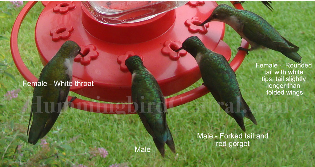 Male and female Ruby-throated hummingbird side-by-side comparison