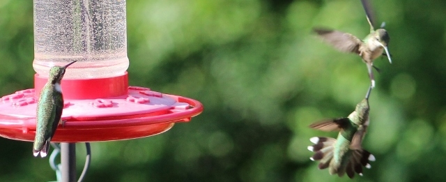 Report a Hummingbird Sighting in 2018