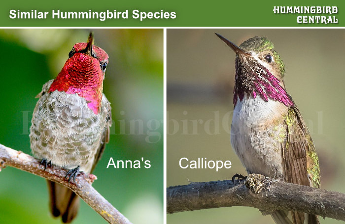 Comparison of the Calliope and Anna's hummingbirds found in the Western US and Canada