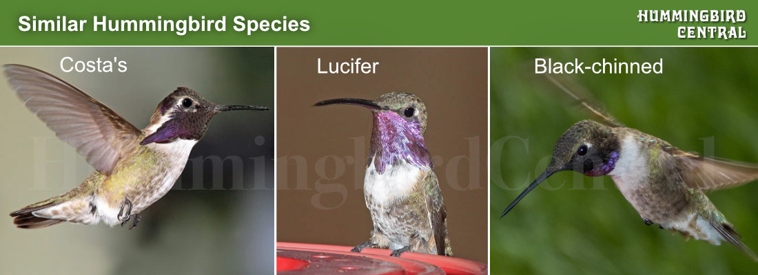 Comparison of the Costa's, Lucifer and Black-chinned hummingbirds