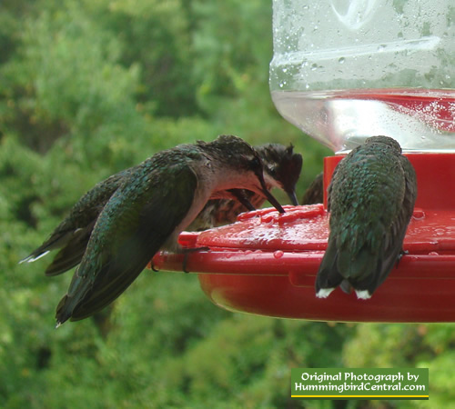 Group of Ruby Throat Hummingbirds at feeder - East Texas