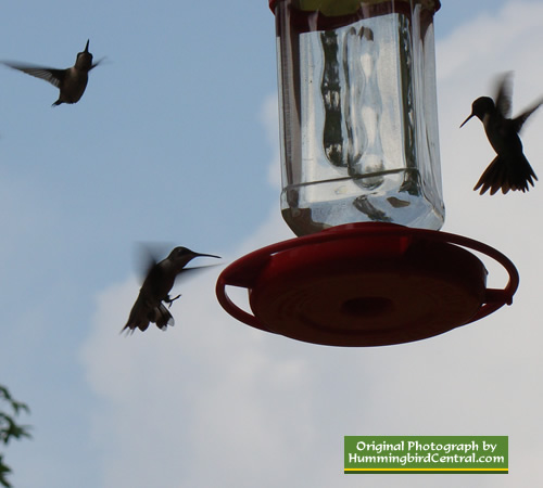 Hummingbirds hovering at feeder in Texas