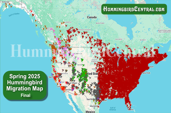 Spring 2025 Hummingbird Migration Map - final - click for interactive map