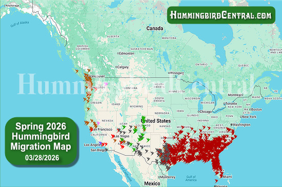 Spring 2026 Hummingbird Migration Map - click for interactive map of sightings