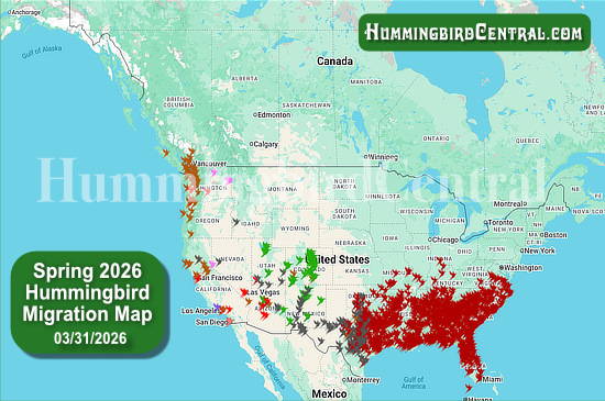 Spring 2026 Hummingbird Migration Map - click for interactive map of sightings