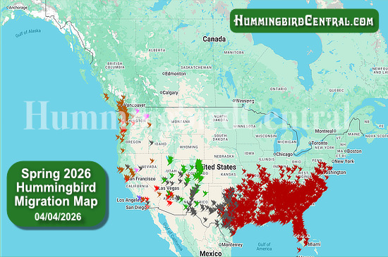 Spring 2026 Hummingbird Migration Map - click for interactive map of sightings