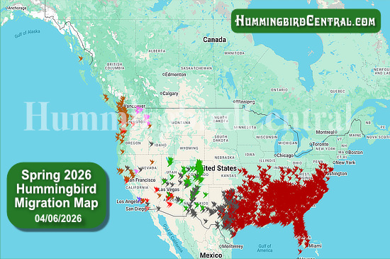 Spring 2026 Hummingbird Migration Map - click for interactive map of sightings