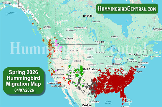 Spring 2026 Hummingbird Migration Map - click for interactive map of sightings