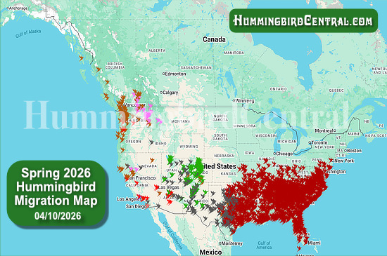Spring 2026 Hummingbird Migration Map - click for interactive map of sightings