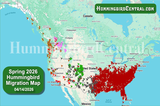 Spring 2026 Hummingbird Migration Map - click for interactive map of sightings