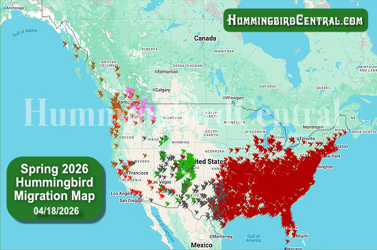 Spring 2026 Hummingbird Migration Map - click for interactive map of sightings