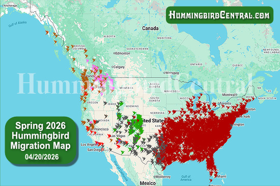 Spring 2026 Hummingbird Migration Map - click for interactive map of sightings