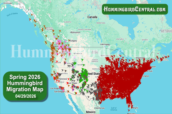 Spring 2026 Hummingbird Migration Map - click for interactive map of sightings
