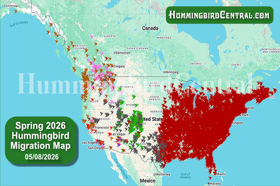 Spring 2026 Hummingbird Migration Map - click for interactive map of sightings
