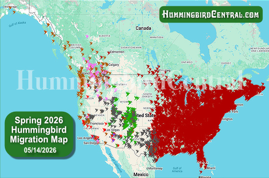 Spring 2026 Hummingbird Migration Map - click for interactive map of sightings