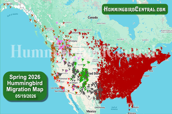 Spring 2026 Hummingbird Migration Map - click for interactive map of sightings