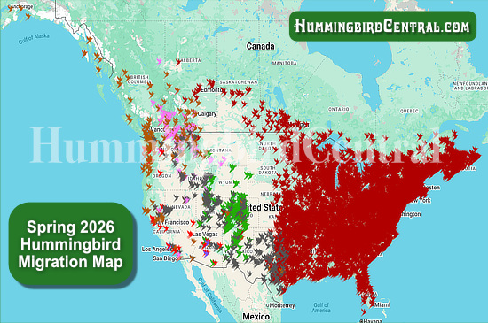 Spring 2026 Hummingbird Migration Map - click for interactive map of sightings