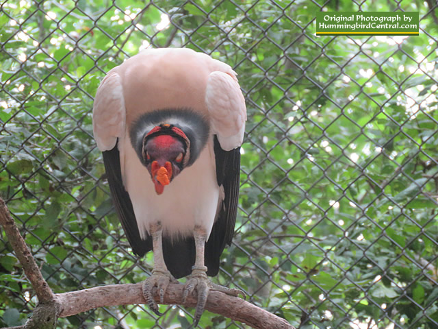 The magnificent King Vulture at the National Aviary of colombia