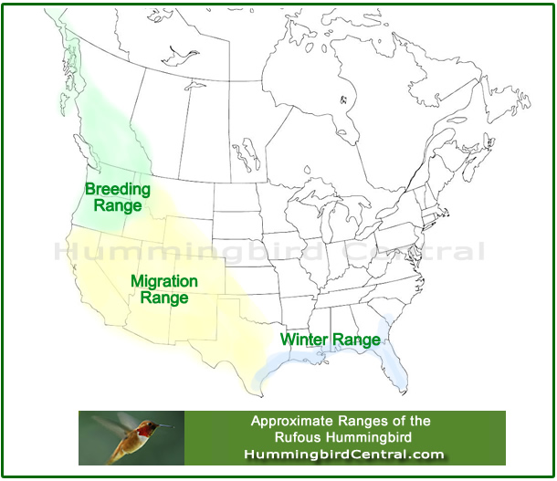 Map showing the approximate migration and breeding ranges of the Rufous Hummingbird in North America