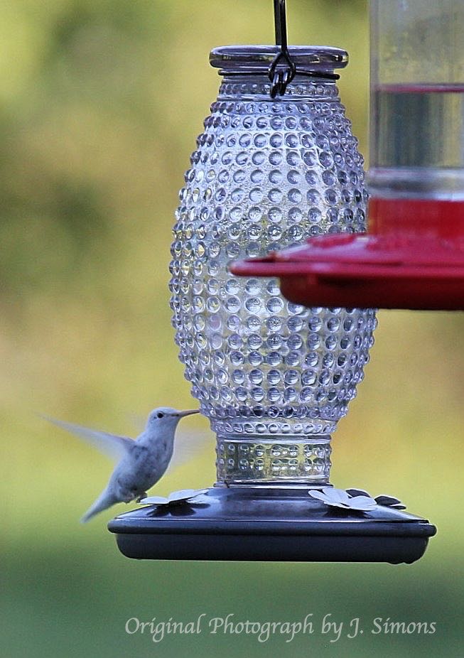 White, Albino, Leucistic and Pied Hummingbirds Characteristics, Identification and Photographs