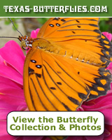 If you provide gardens for hummingbirds, you likely will also have butterflies ... click to visit Texas-Butterflies.com for species, photographs and more!
