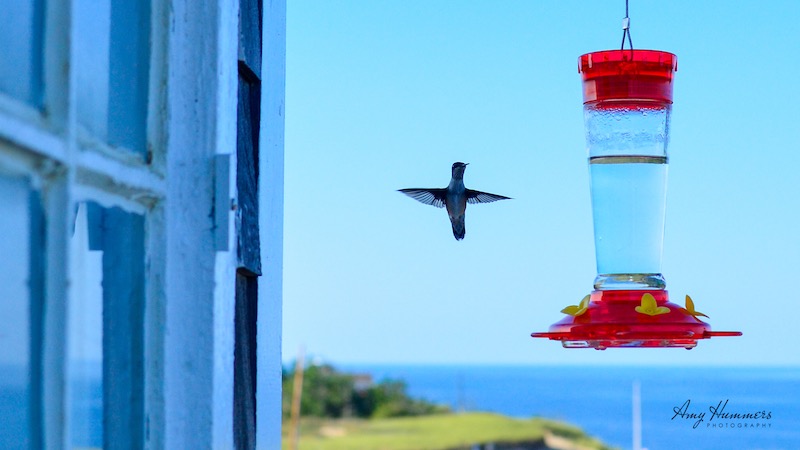 Ruby-throated Hummingbird hovering at a feeder near Cape Cod, MA