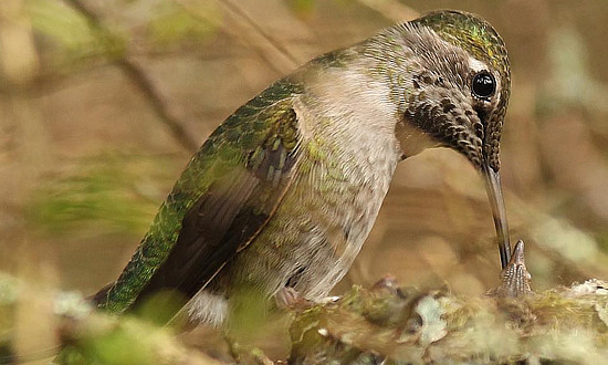 Female Anna's Hummingbird feeding her young, Beacon Hill Park, Victoria, British Columbia