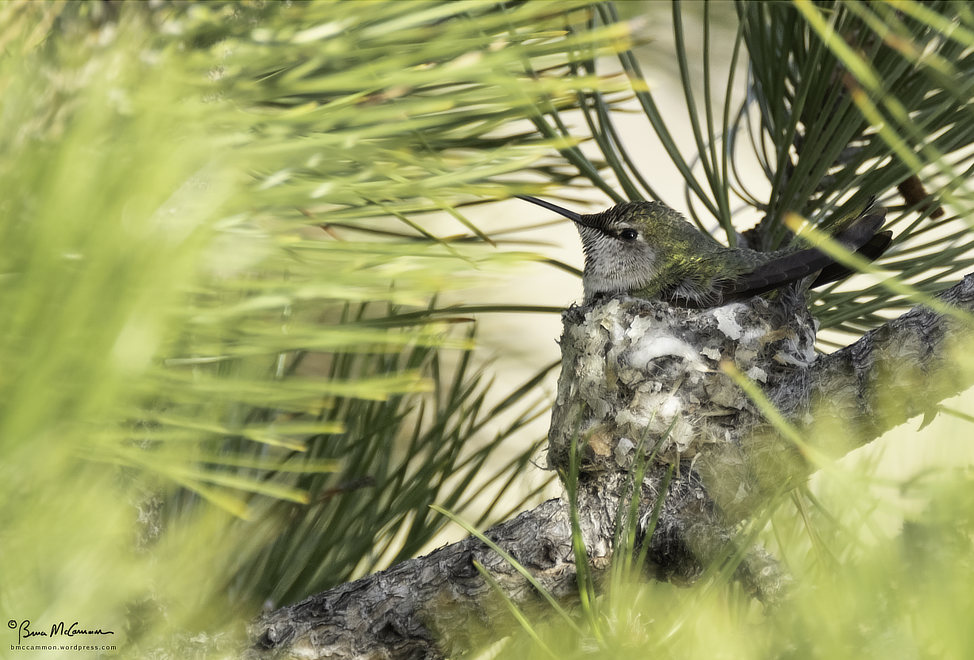 The first documented nesting by an Anna's Hummingbird in Wenatchee, Washington. March 2021.