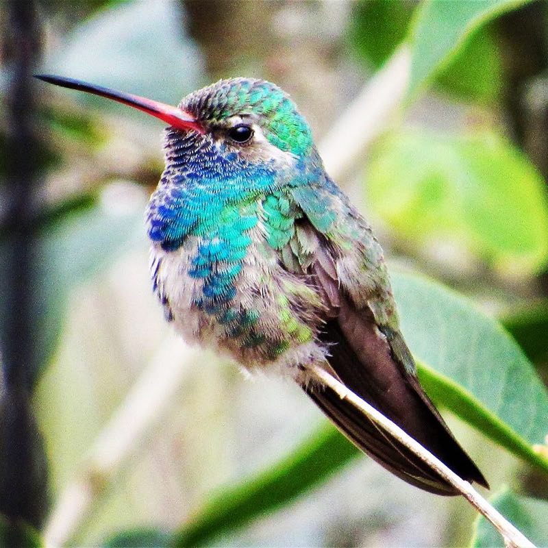 Broad-billed Hummingbird in Baton Rouge, Louisiana, February, 2019