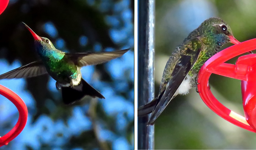 Broad-billed Hummingbird - Houston, Texas - February, 2021