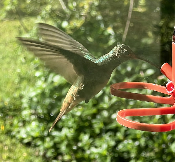 Buff-bellied Hummingbird - Franklin, Louisiana - February, 2026 