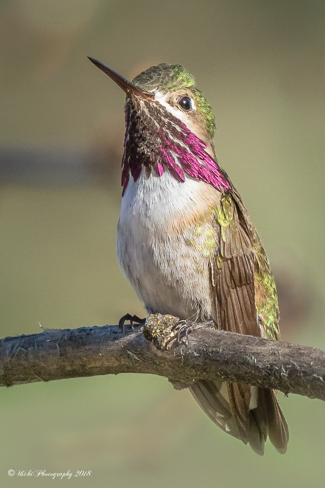 Calliope Hummingbird in Montana