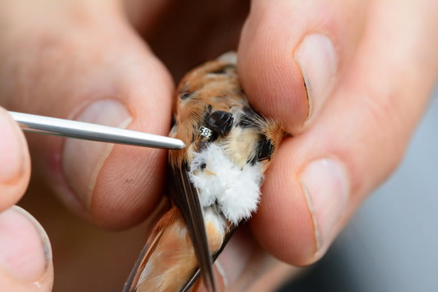 Placing the band on the Rufous Hummingbird in Clinton, Tennessee