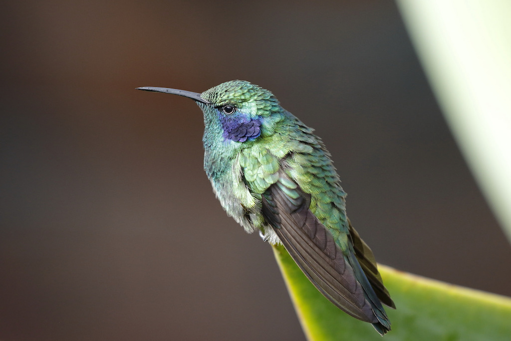 Mexican Violetear Hummingbird