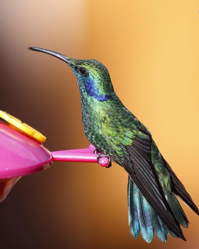 Mexican Violetear Hummingbird