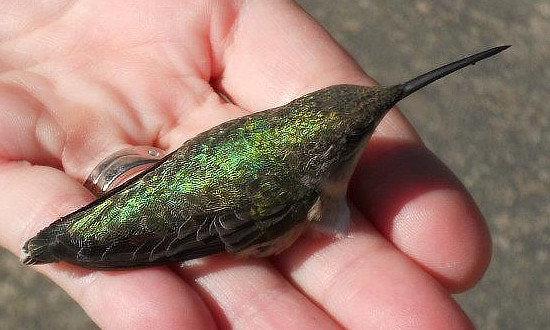 Hummingbird in hand after being rescued from a barn in Texas