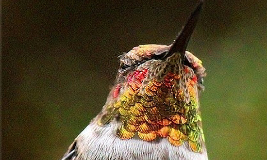 Hummingbird in hand being fed nectar after being rescued unharmed from a being rescued from a barn in Texas