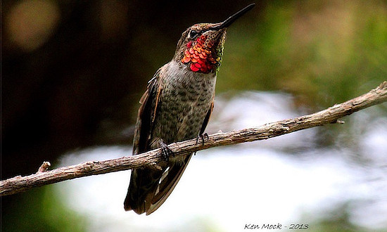 Hummingbird in hand being fed nectar after being rescued unharmed from a being rescued from a barn in Texas